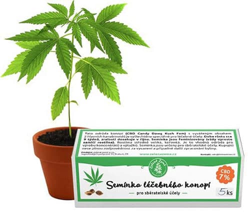 Nasiona marihuany leczniczej z CBD 7% - 5szt Zelená Země